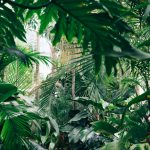 Tuinafscheiding met Stijl: Leibomen en Kant-en-Klare Hagen als Groene Oplossing